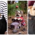 Best carriers for Yorkies