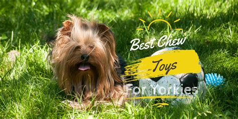 Best chew toys for Yorkies