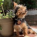 Best collar size for Yorkies