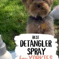 Best detangler for Yorkies