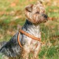 Best harness for Yorkies