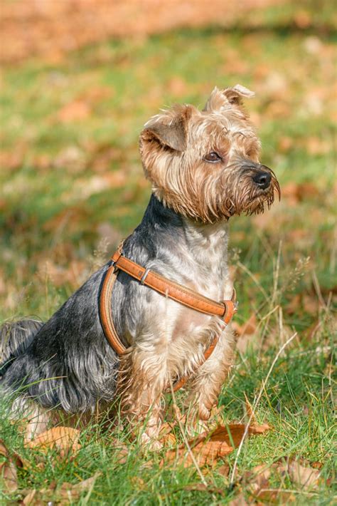 Best harness for Yorkies