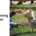 Best treats for training Yorkies