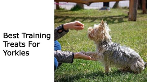 Best treats for training Yorkies