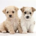 Bichon Frise Cross Yorkshire Terrier