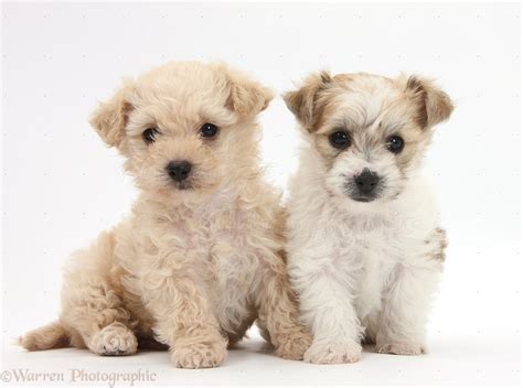 Bichon Frise Cross Yorkshire Terrier