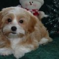 Bichon Frise Shih Tzu Yorkie Mix