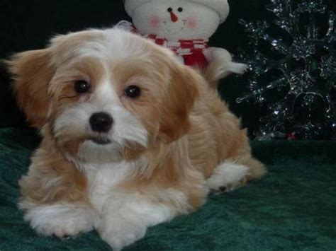 Bichon Frise Shih Tzu Yorkie Mix