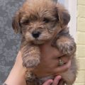 Bichon Frise Yorkie Mix Puppies