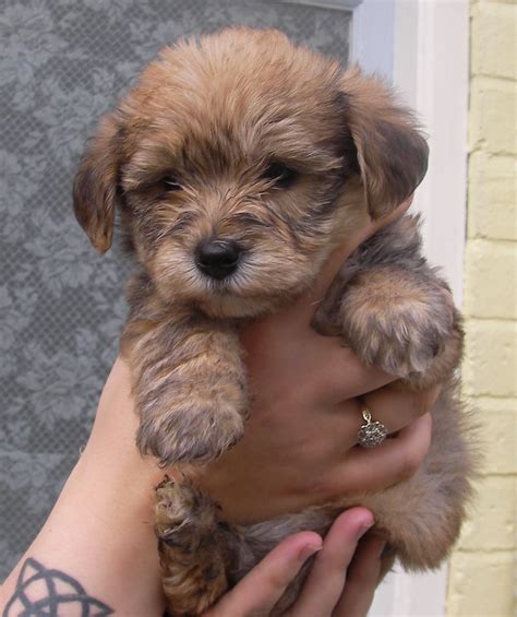 Bichon Frise Yorkie Mix Puppies