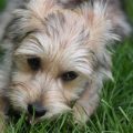 Bichon Mix With Yorkie