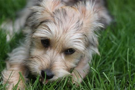 Bichon Mix With Yorkie