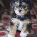 Bichon Yorkie Poo Puppies