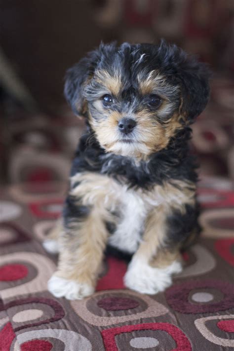 Bichon Yorkie Poo Puppies