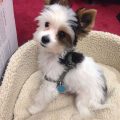 Biewer Terrier And Yorkie Mix