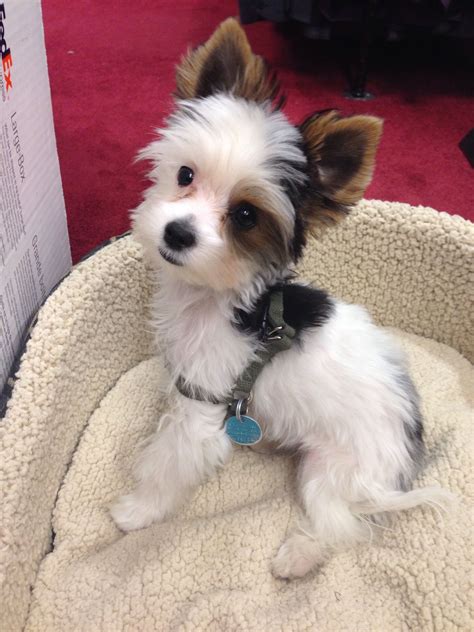 Biewer Terrier And Yorkie Mix