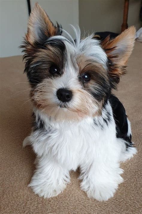 Biewer Yorkie Grooming