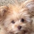 Biewer Yorkie Poodle Mix