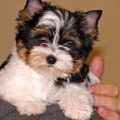 Biewer Yorkshire Terrier Breeders