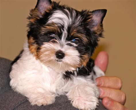 Biewer Yorkshire Terrier Breeders