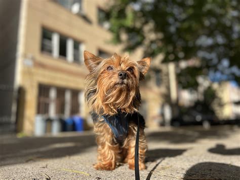 Biggest Yorkie