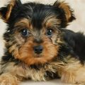 Black And Brown Yorkie