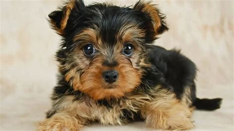 Black And Brown Yorkie Puppy