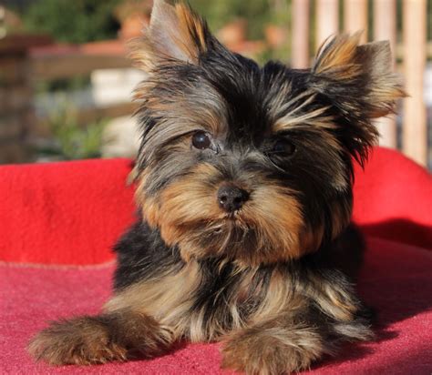 Black And Gold Yorkies