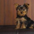 Black And Tan Yorkie