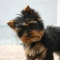 Black And Tan Yorkie Puppy