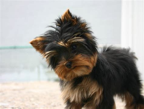 Black And Tan Yorkie Puppy