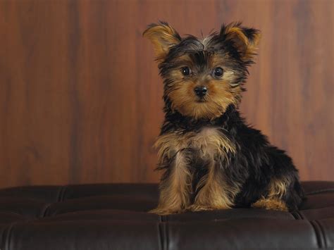 Black And Tan Yorkie