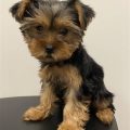 Black And Tan Yorkies