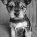 Black And White Chorkie Puppies