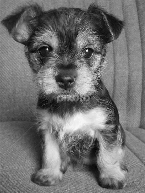 Black And White Chorkie Puppies