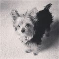 Black And White Yorkie