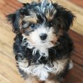 Black And White Yorkie Dog