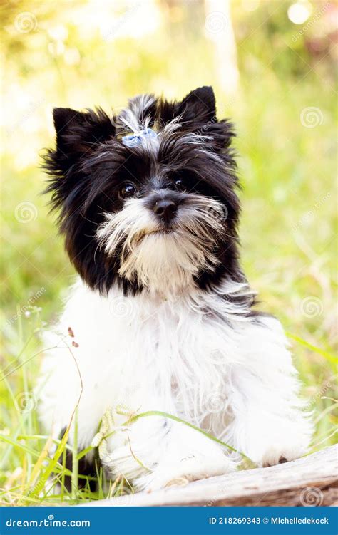 Black And White Yorkshire Terriers