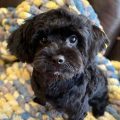 Black Mini Yorkie Poo