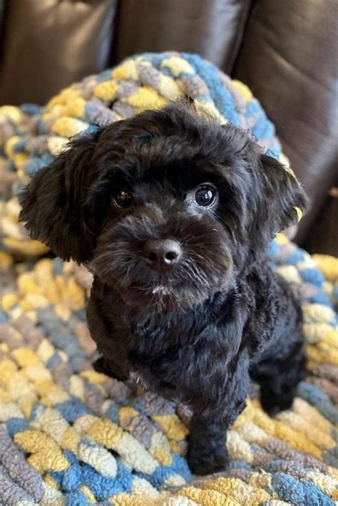 Black Mini Yorkie Poo