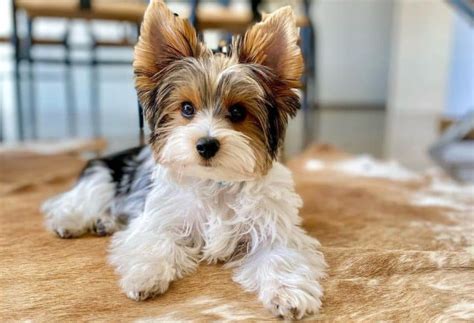 Black White And Tan Yorkie