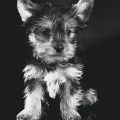 Black White Yorkie