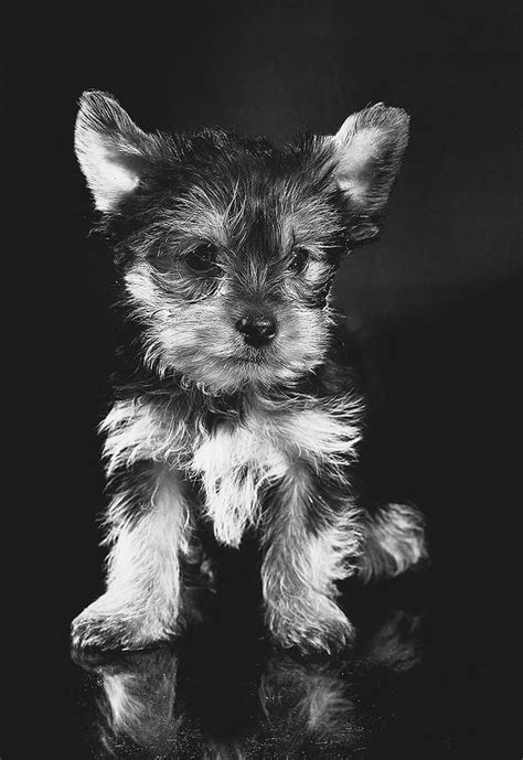 Black White Yorkie