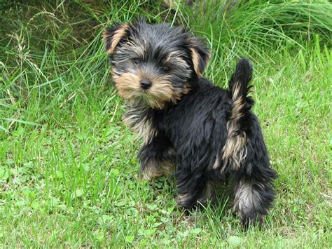 Black Yorkie Dog