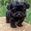 Black Yorkie Poo Price