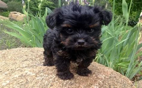 Black Yorkie Poo Price