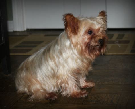 Blond Yorkies