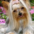 Blonde Hair Yorkie