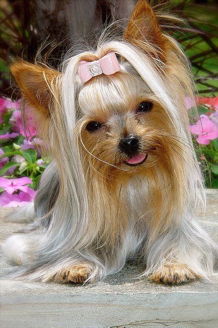 Blonde Hair Yorkie