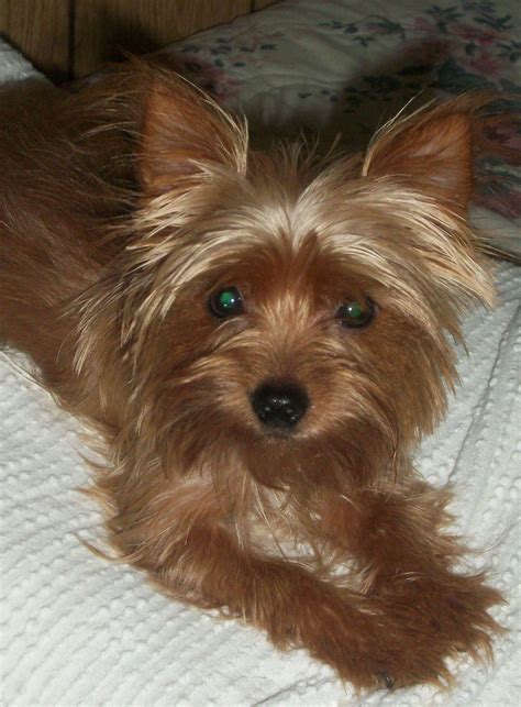 Blonde Yorkies